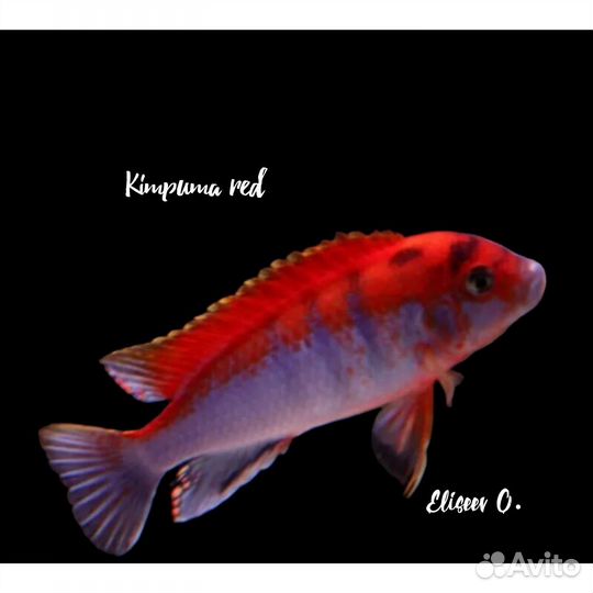 Kimpuma red Ярко красная