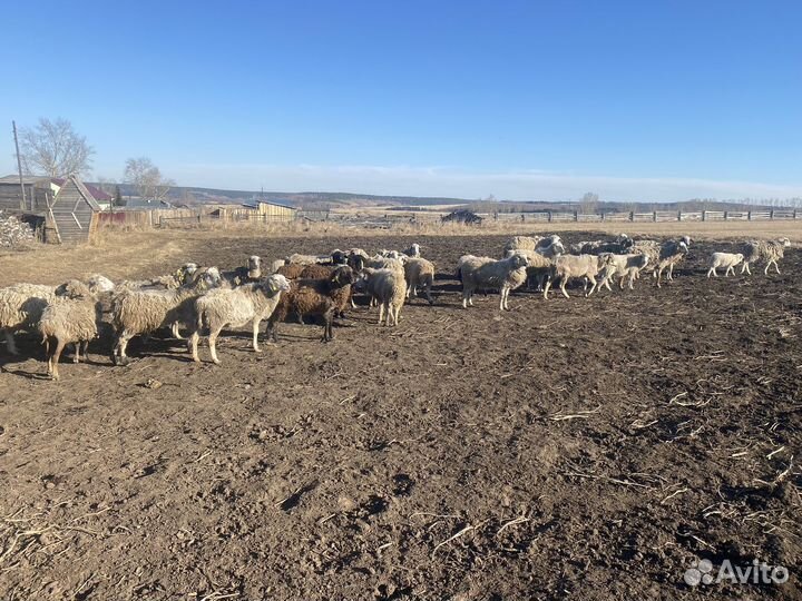 Овцы бараны ягнята