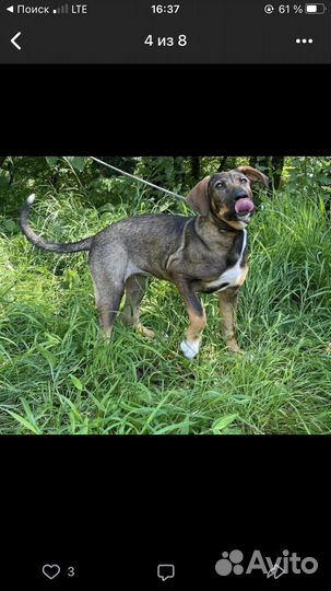 Щенки бесплатно, приют сочи, доставка