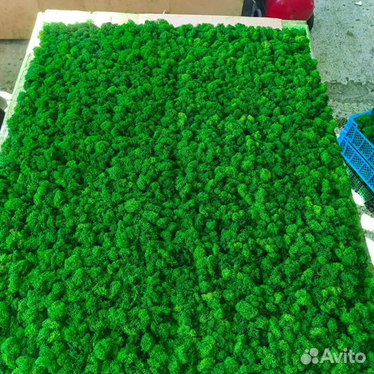 Мох стабилизированный оптом и в розницу