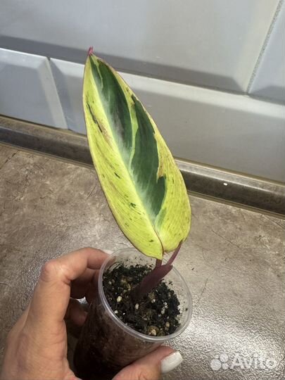 Строманта хортиколор