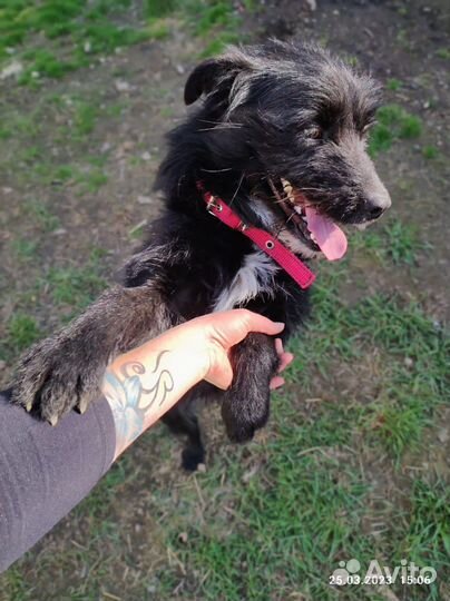 Небольшой хвостик ищет дом