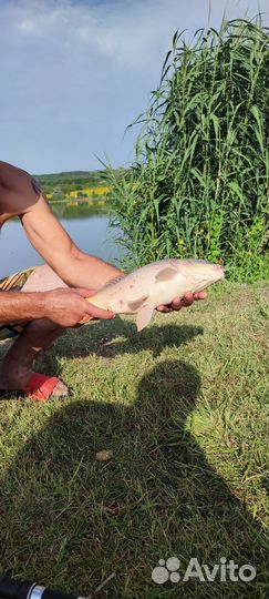 Рыбалка отдых рядом