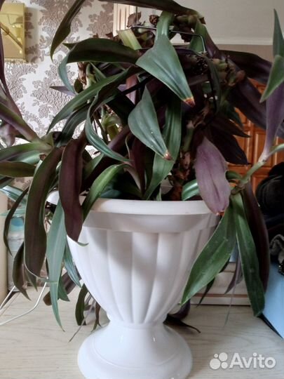 Хлорофитум