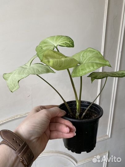 Комнатные растения цветы