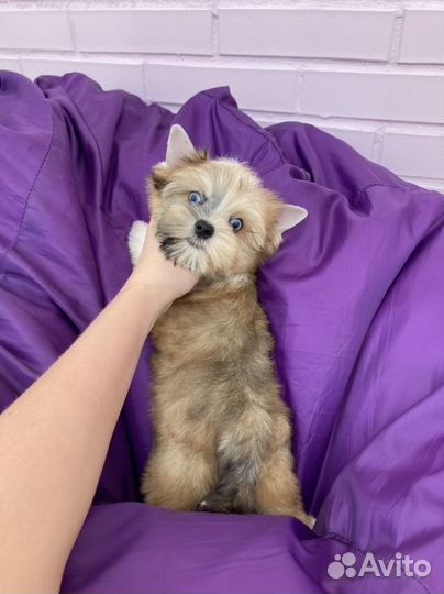 Золотой йорк с синими глазами мальчик