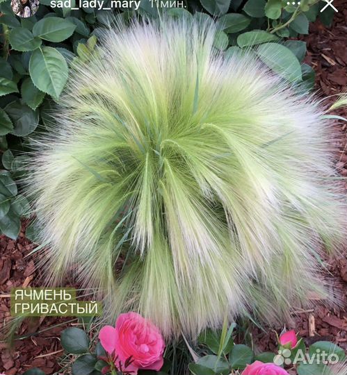Ячмень гривастый