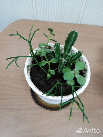 Комнатные растения цветы