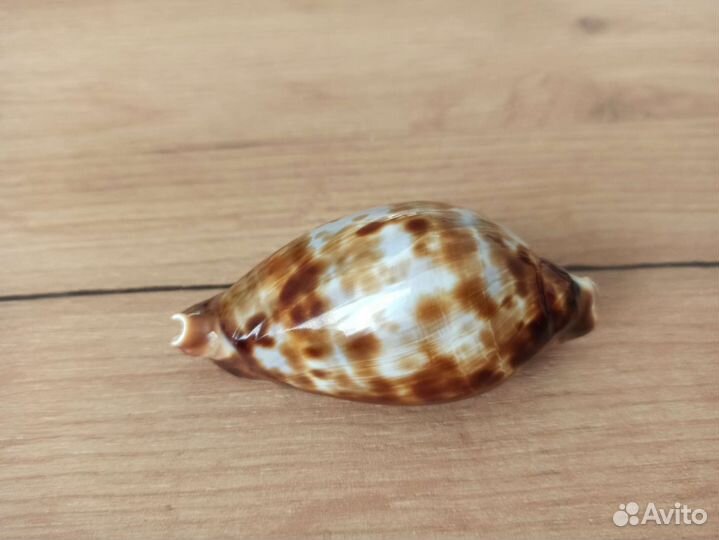 Морская раковина