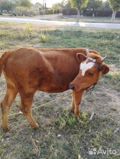 Телочка 1год