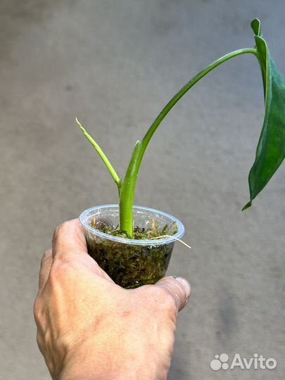 Сингониум макрофиллум