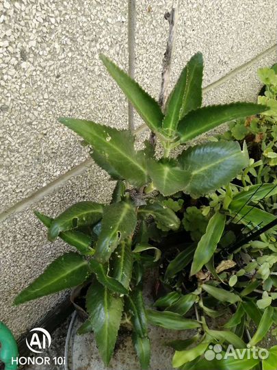 Продаю комнатные растения