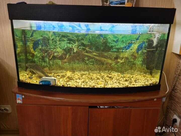 Аквариумные рыбки