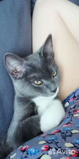 Красавица кошечка