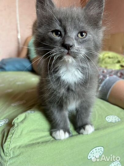 Отдам в добрые руки