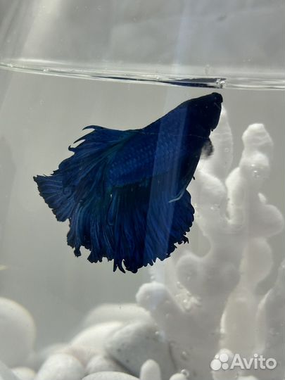 Рыбка петушок