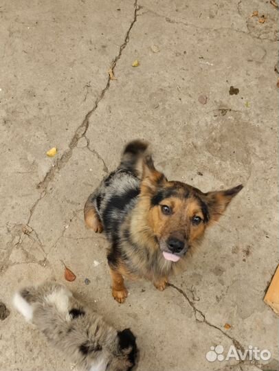 Щеночки в добрые руки