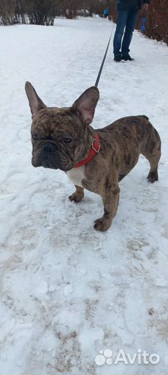 Французский бульдог кабель вязка