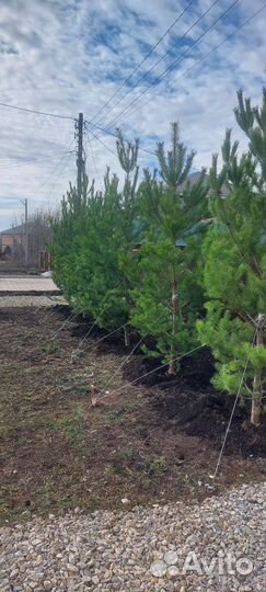 Сосны ели и много других видов