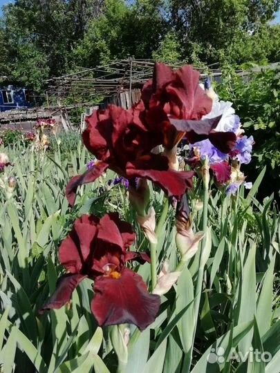 Морозостойкие ирисы бородатые для Сибири