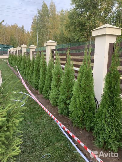 Туя западная смарагд