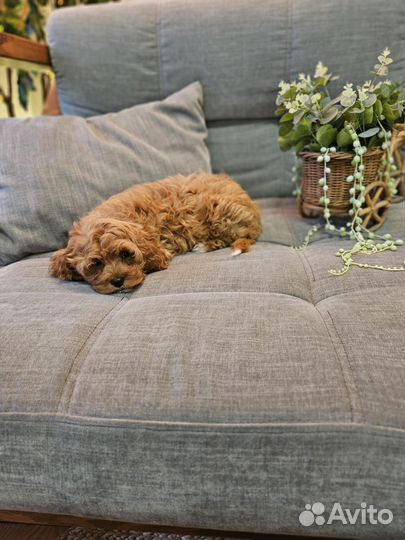 Щенки кавапу