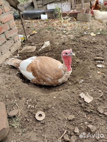 Индюки домашние