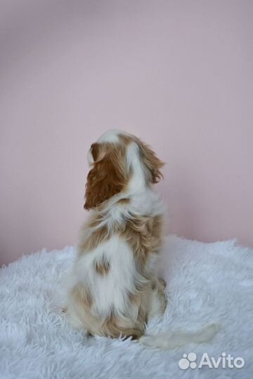 Мальчик Кавалер Кинг Чарльз спаниель