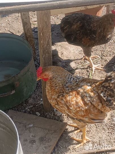 Молодые петухи