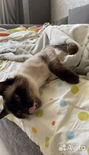 Педежержка домашних животных / выгул