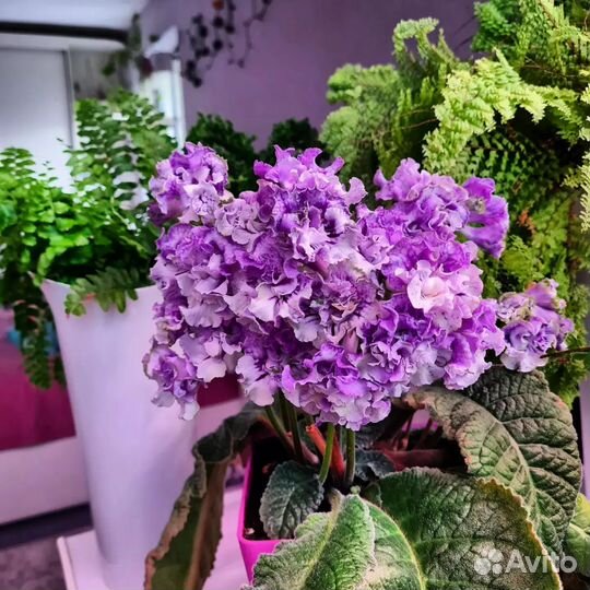 Стрептокарпус LM-Дед Мороз