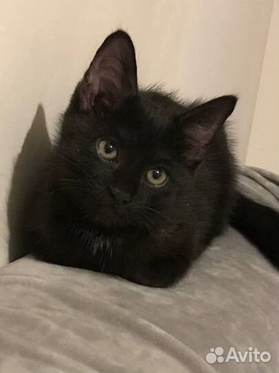 Черный котенок