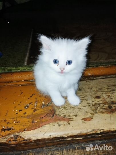 Кошка в дар