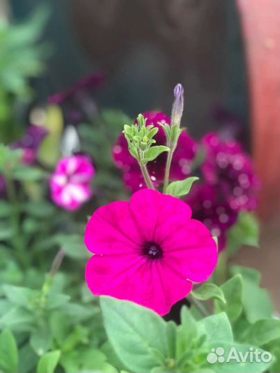 Рассада цветов