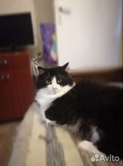 Кошка в добрые руки