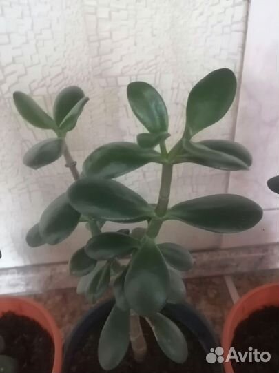 Толстянка (денежное дерево)