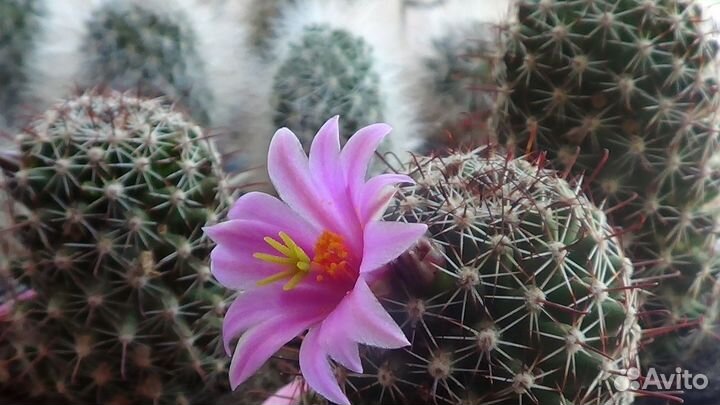 Кактусы цветущие