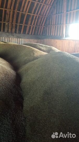 Зерно, Ячмень