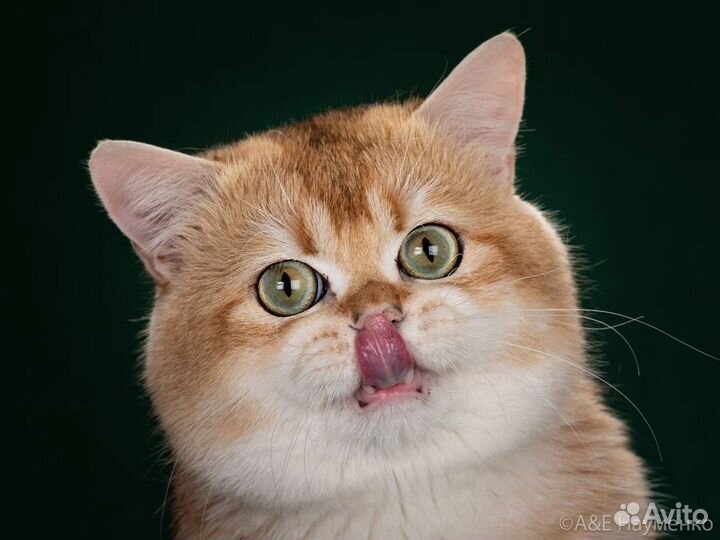 Кот золотая британская шиншилла на вязку