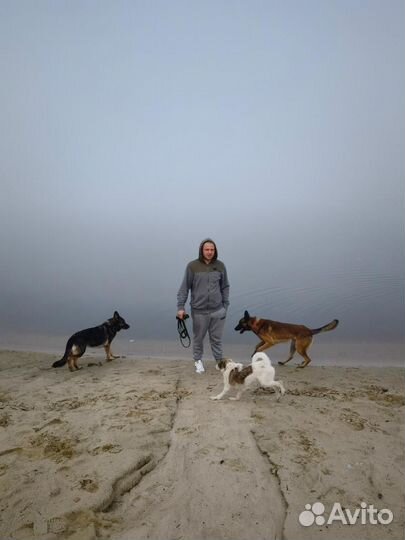 Передержка собак зоогостиница