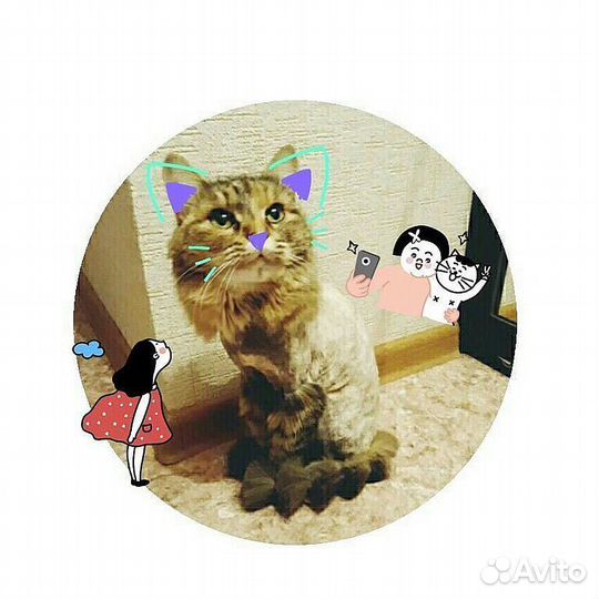 Груминг. Стрижка кошек