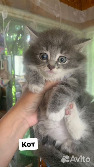 Котята в добрые руки бесплатно