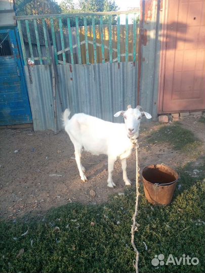 Коза дойная