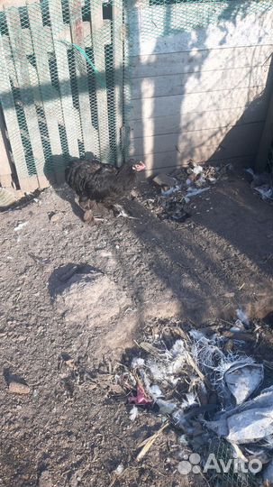 Курочки молодки несушки,есть брамма,кохинхины