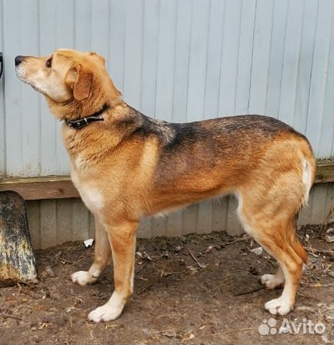 Добрая и умная Зося ищет дом