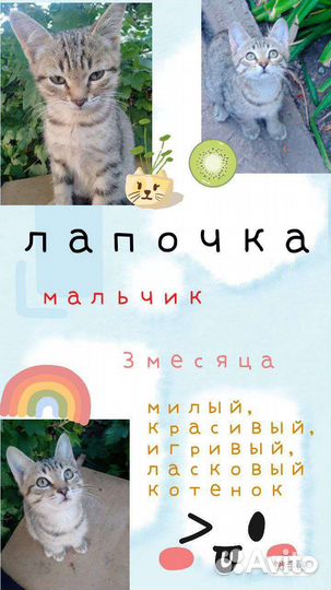 Кошка в дар