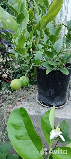 Лимон, апельсин, кумкват, мандарин, грейпфрут