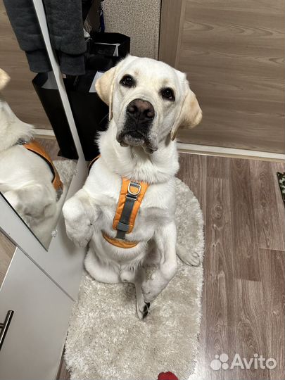 Зооняня/ Догситтер/Передержка для собак