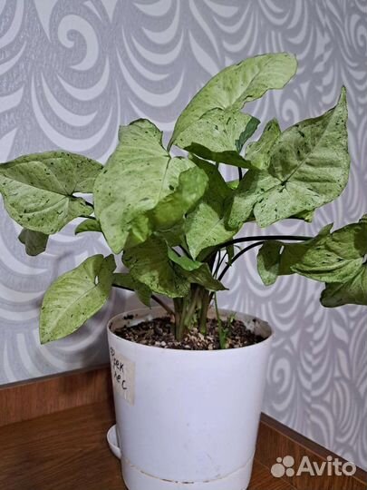 Сингониумы