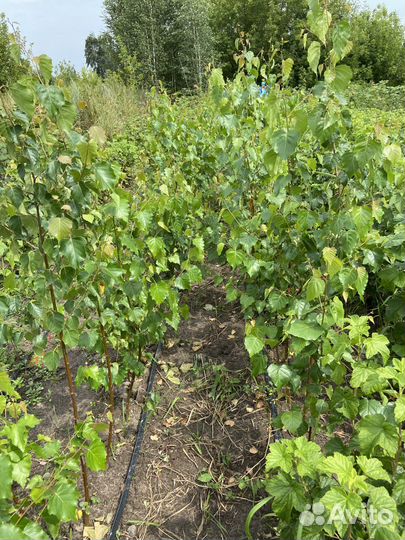 Саженцы березы